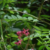 Clerodendrum infortunatum L.